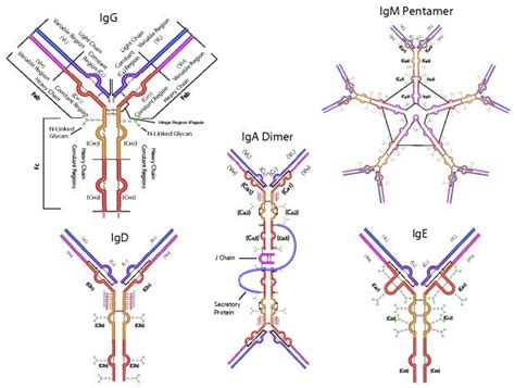 sigma antibodies|sigma aldrich antibodies.